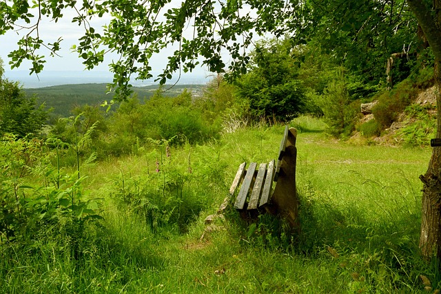 留洋的虚火与实绩